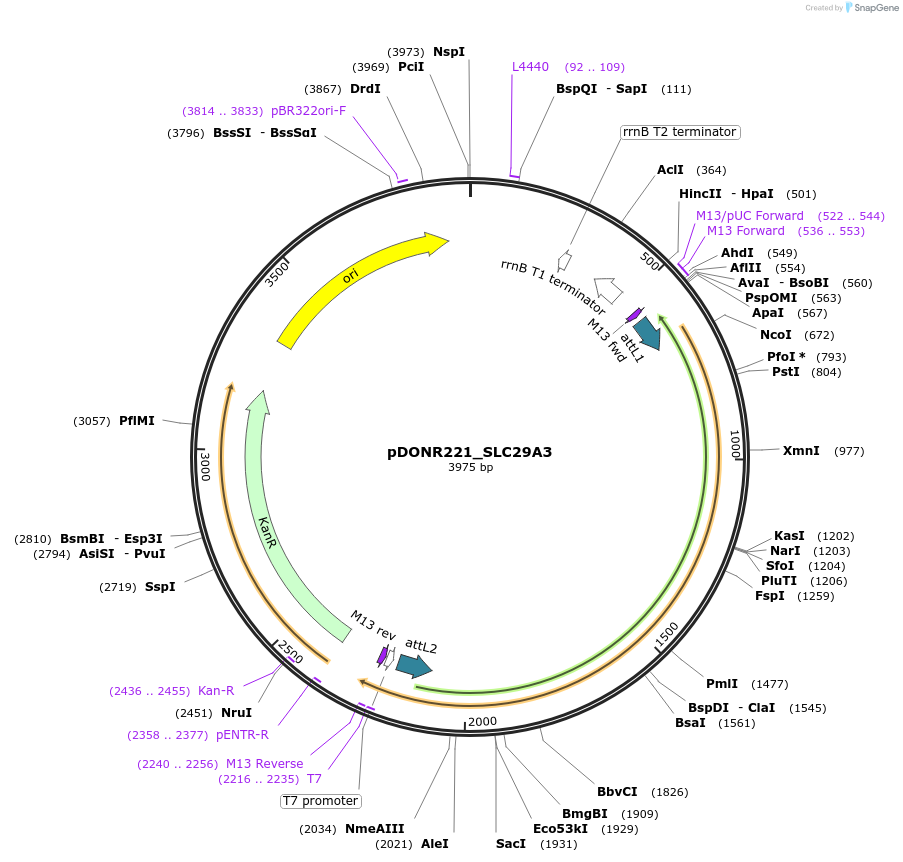 132127-plasmid-map-sequence-id-265775