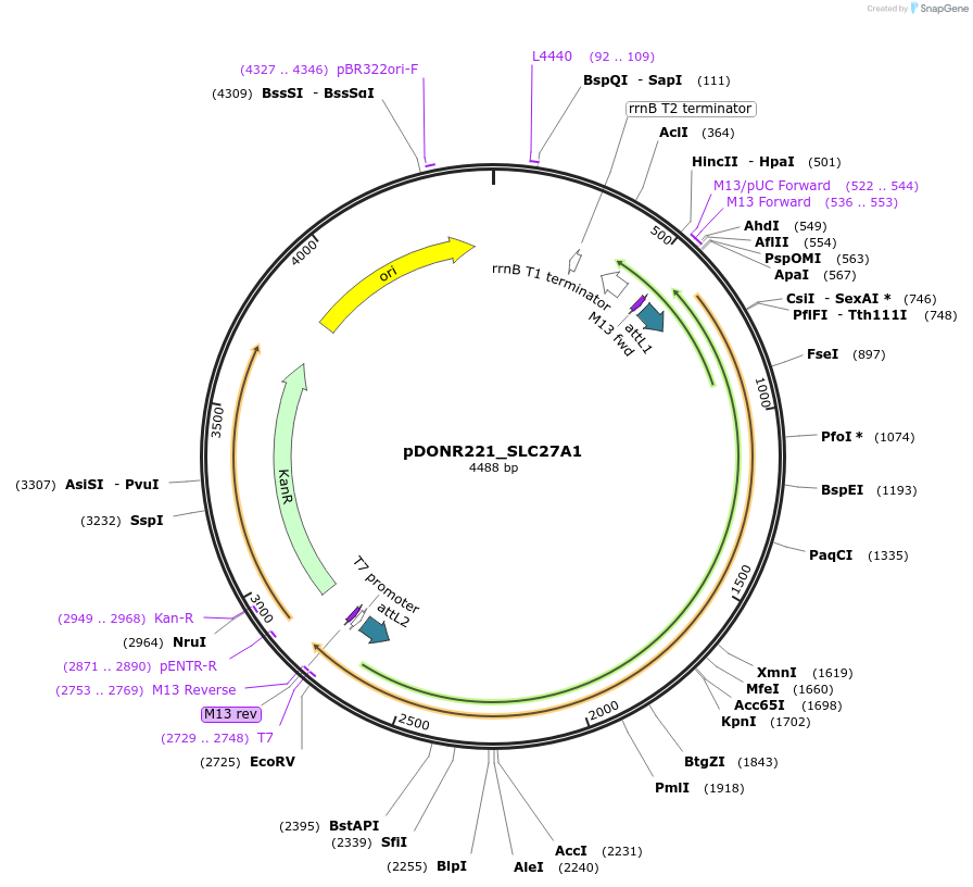 132128-plasmid-map-sequence-id-265776
