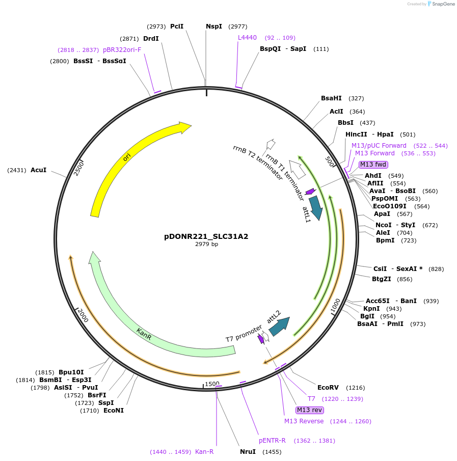132124-plasmid-map-sequence-id-265792