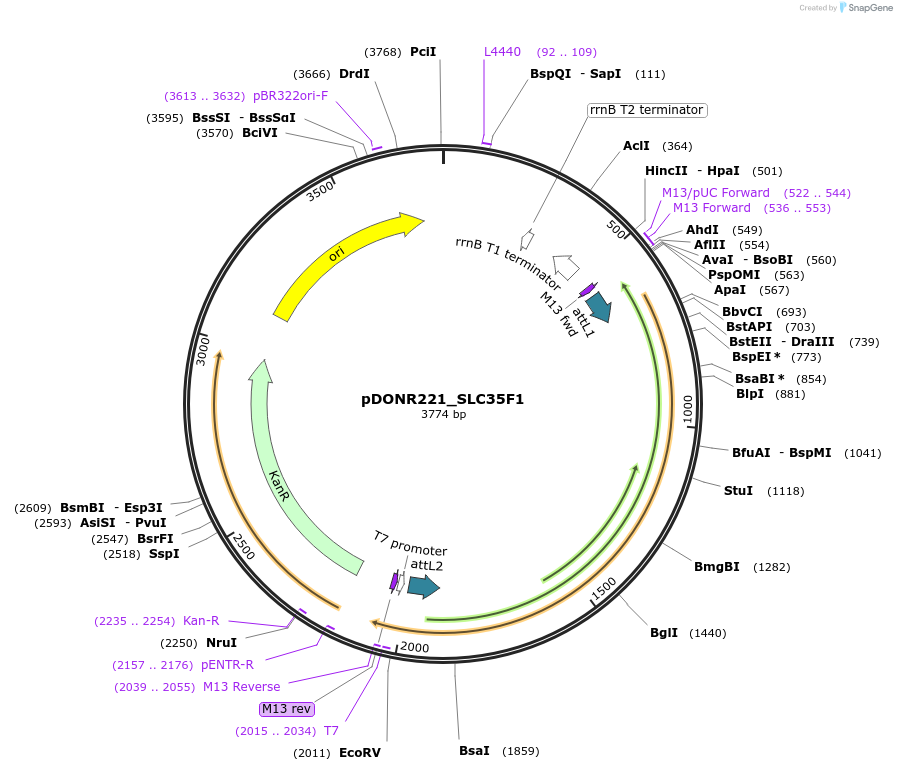 132133-plasmid-map-sequence-id-265826