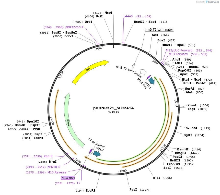 132138-plasmid-map-sequence-id-265829