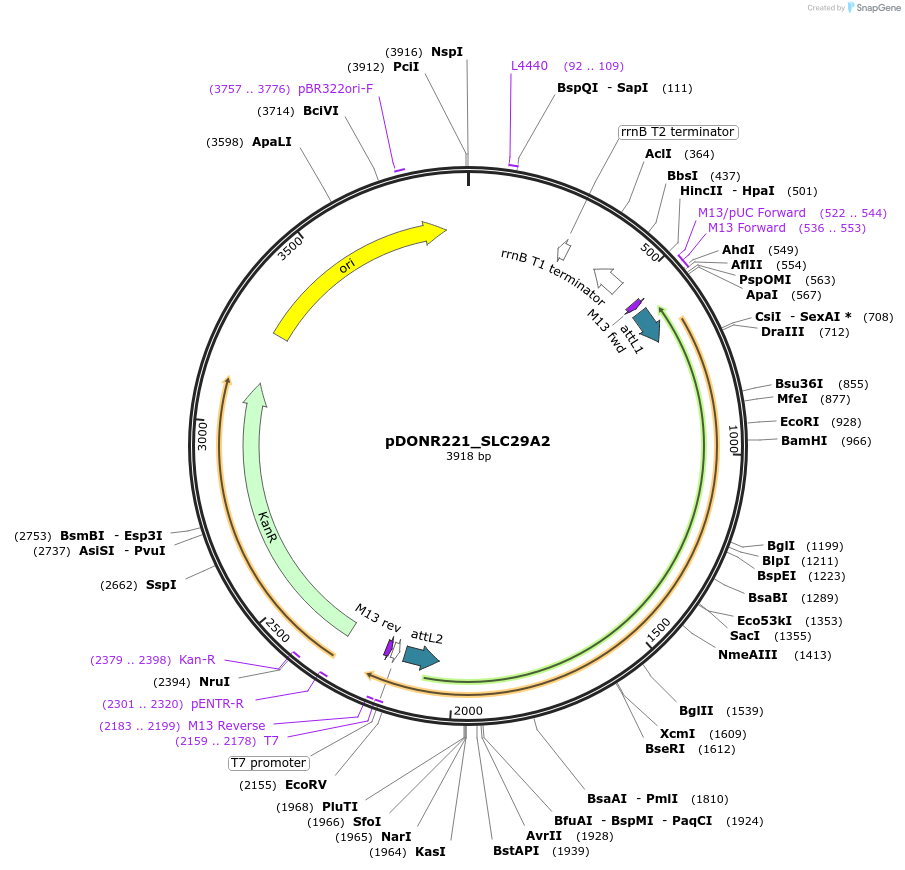 132139-plasmid-map-sequence-id-265832