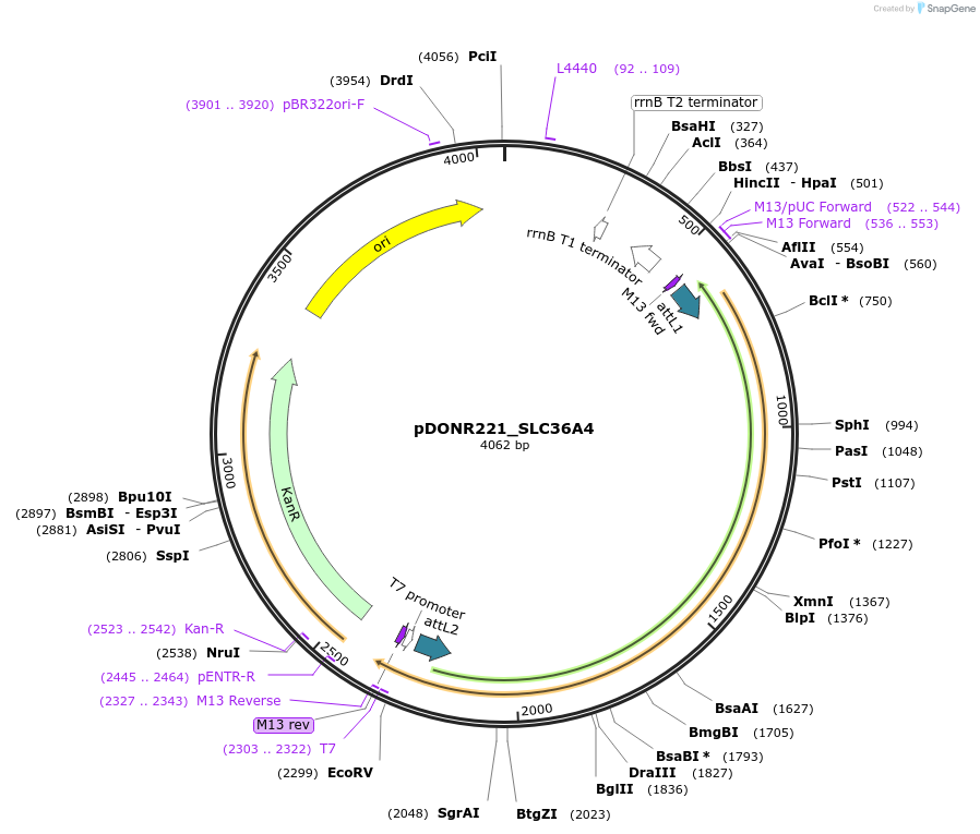 132143-plasmid-map-sequence-id-265837