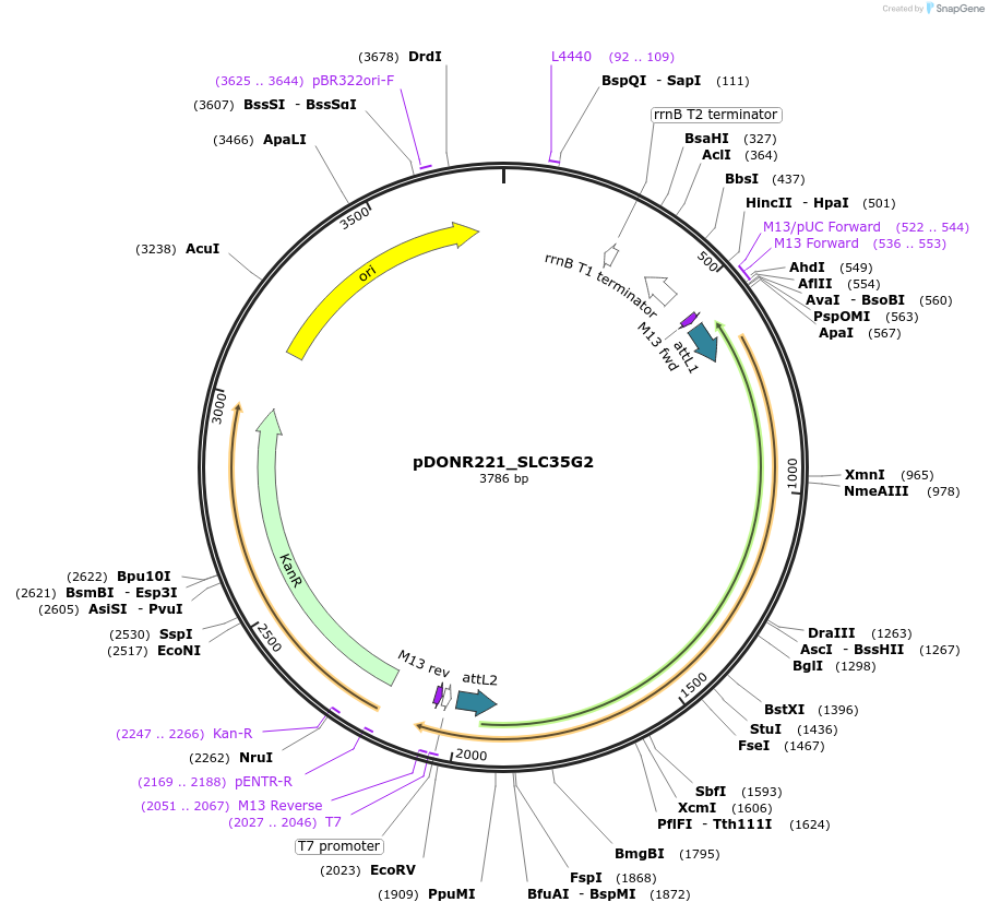 132144-plasmid-map-sequence-id-265839