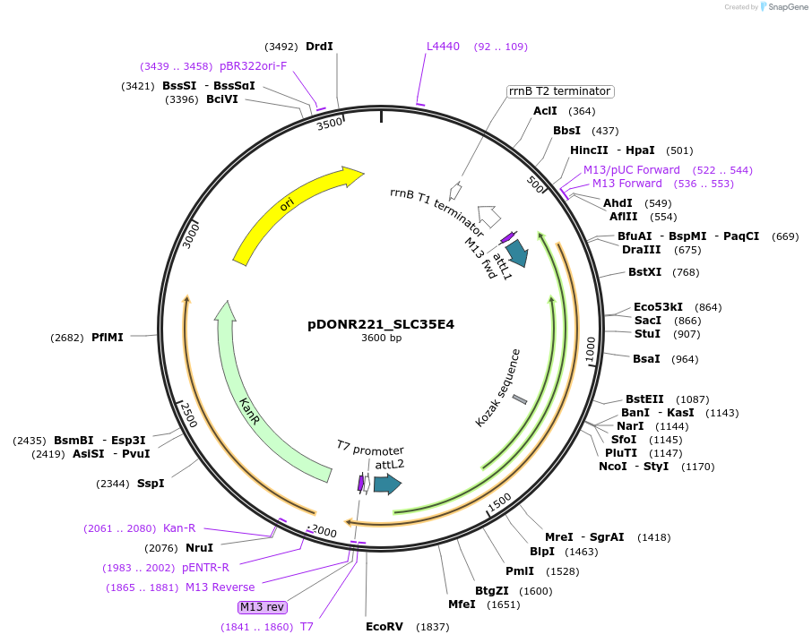 132145-plasmid-map-sequence-id-265840