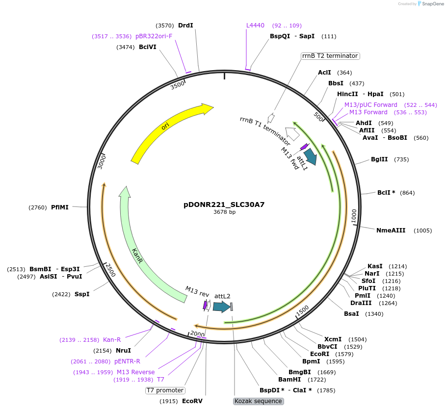 132148-plasmid-map-sequence-id-265841
