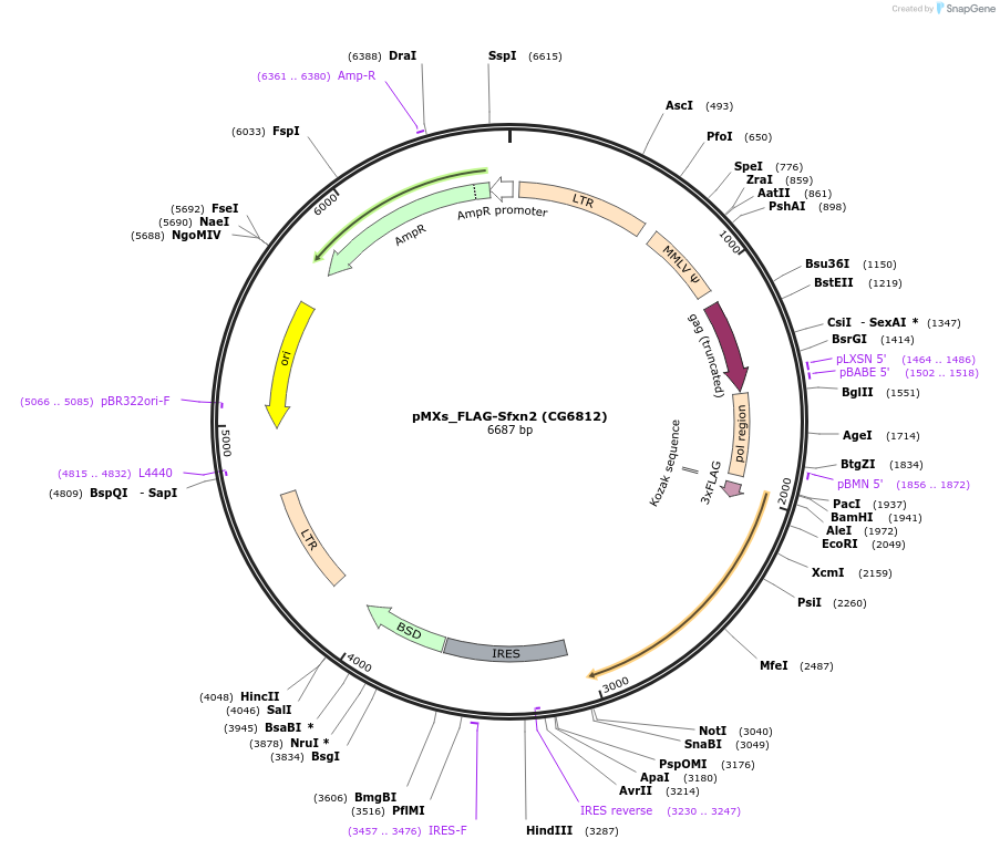 110643-plasmid-map-sequence-id-265848