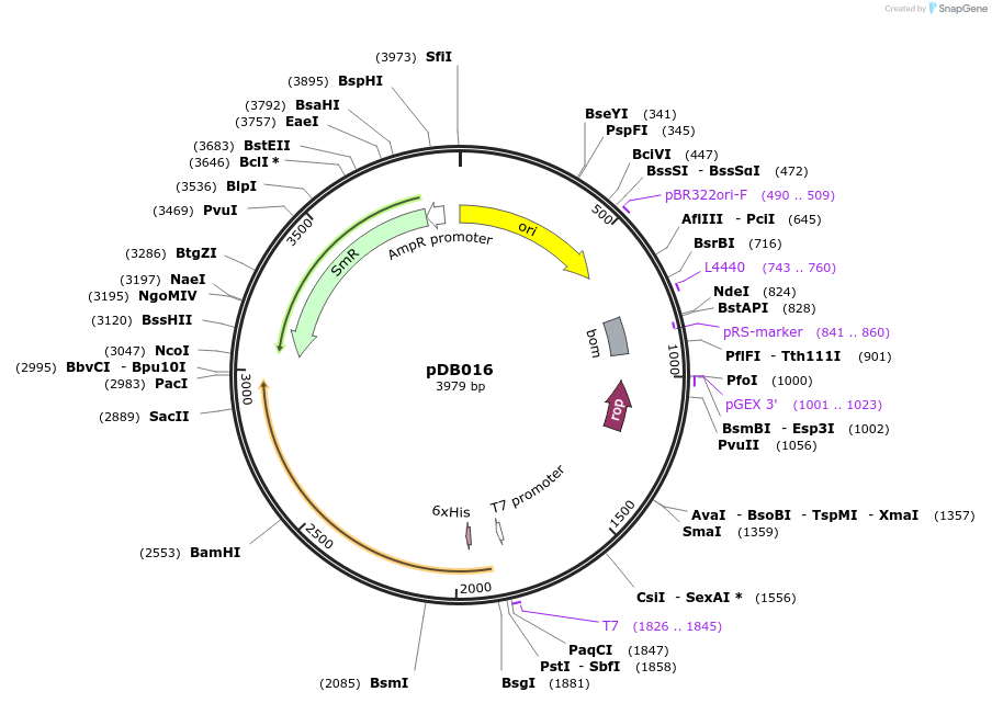 99220-plasmid-map-sequence-id-265851