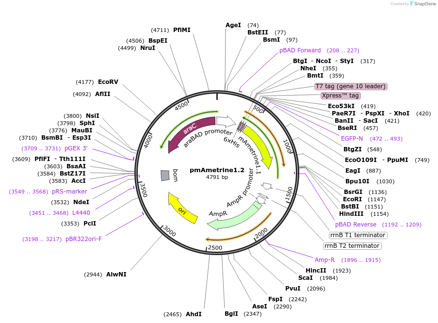 42171-plasmid-map-sequence-id-265862