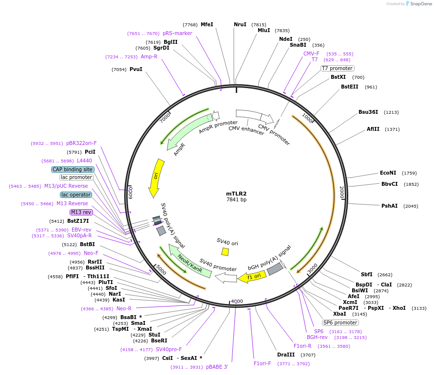 13083-plasmid-map-sequence-id-265869