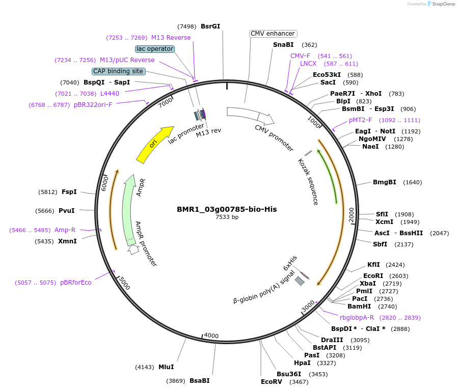 108005-plasmid-map-sequence-id-265874