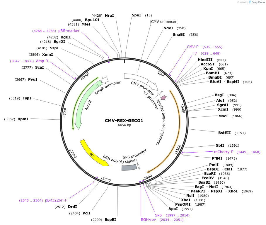 61246-plasmid-map-sequence-id-265876