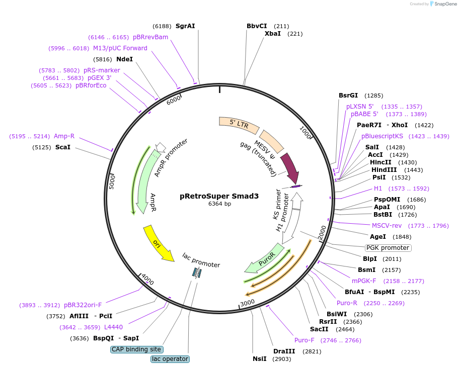 15726-plasmid-map-sequence-id-265889