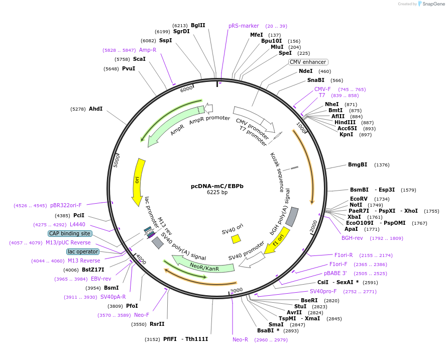 49198-plasmid-map-sequence-id-265902