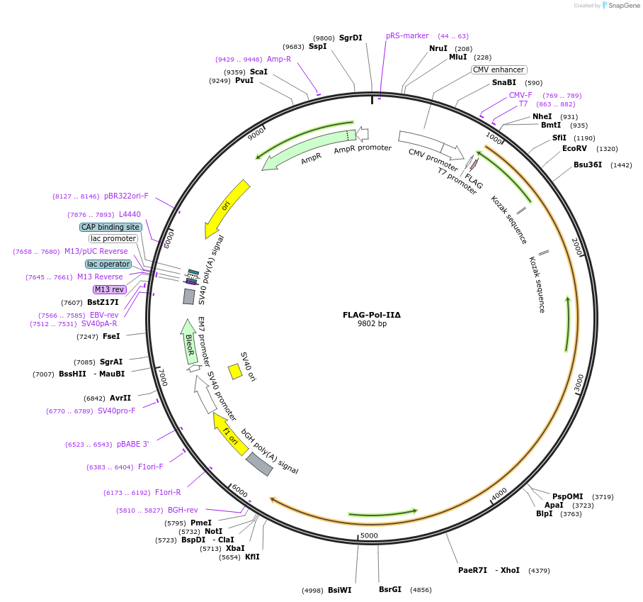 35176-plasmid-map-sequence-id-265904
