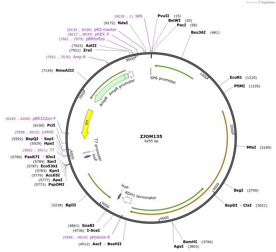 133659-plasmid-map-sequence-id-265905