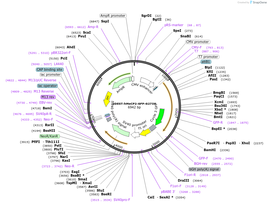 48080-plasmid-map-sequence-id-265908