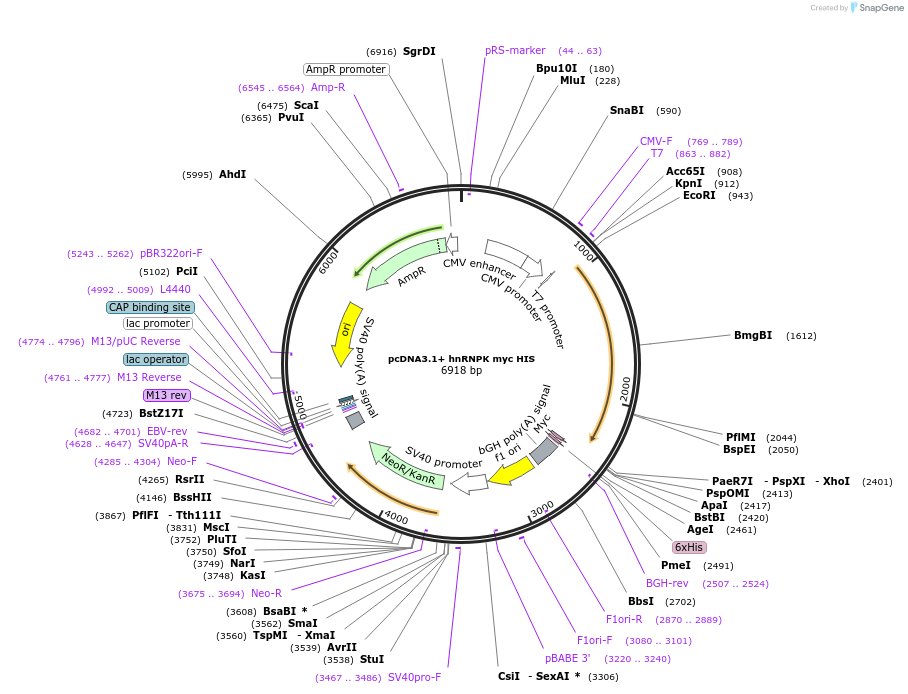 71662-plasmid-map-sequence-id-265916