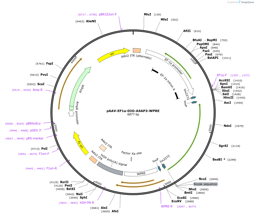 132318-plasmid-map-sequence-id-265918