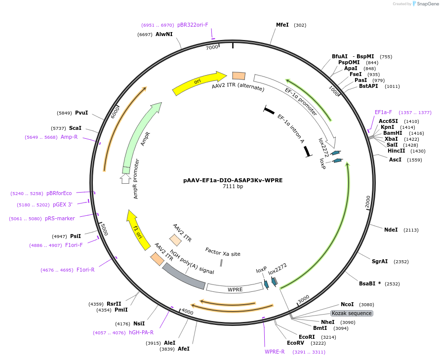 132330-plasmid-map-sequence-id-265919