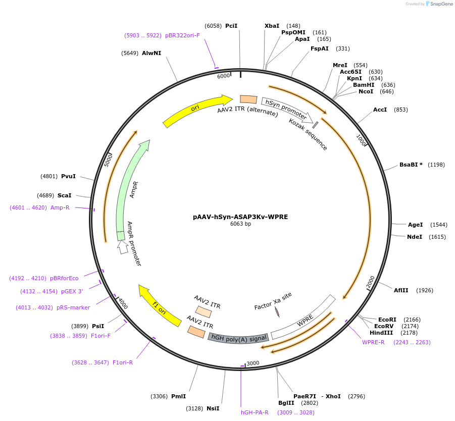 132332-plasmid-map-sequence-id-265924