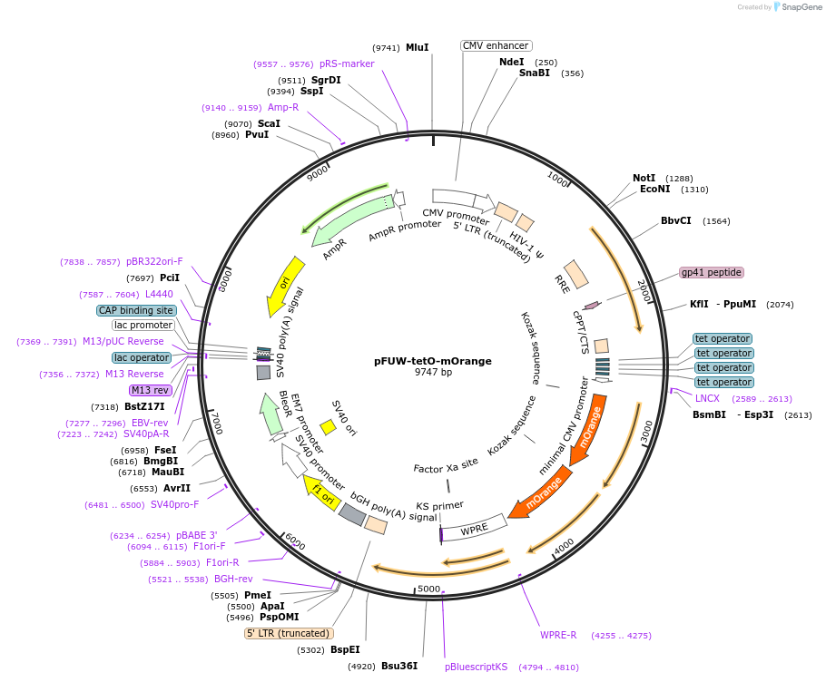 134298-plasmid-map-sequence-id-265928
