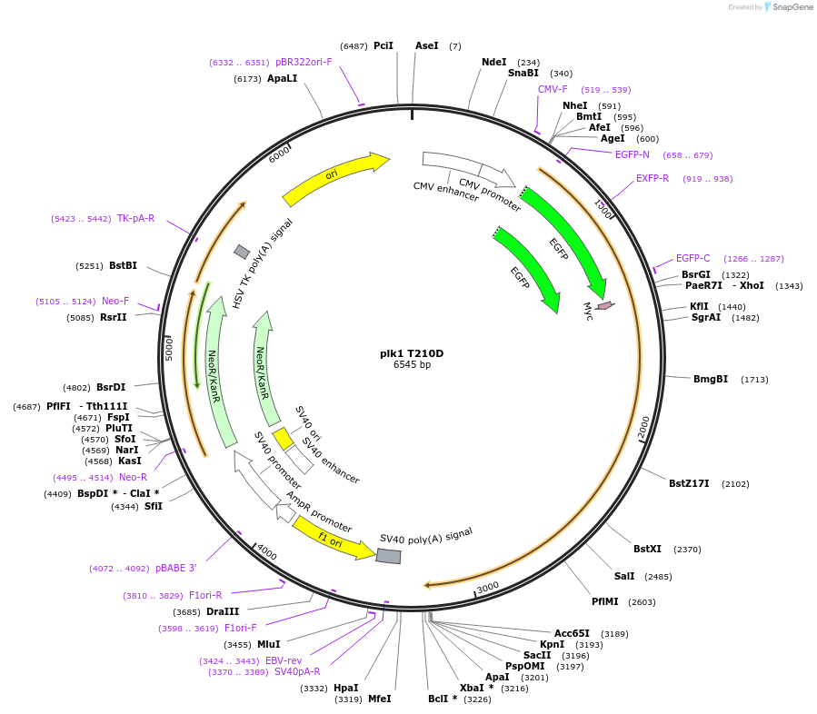 132964-plasmid-map-sequence-id-265932