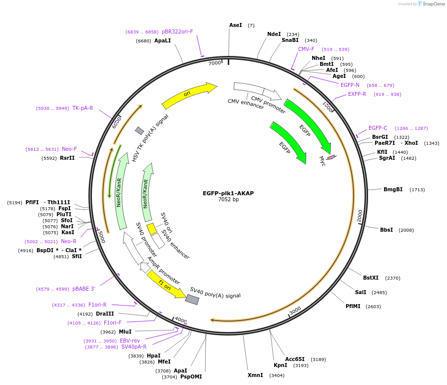 132967-plasmid-map-sequence-id-265937