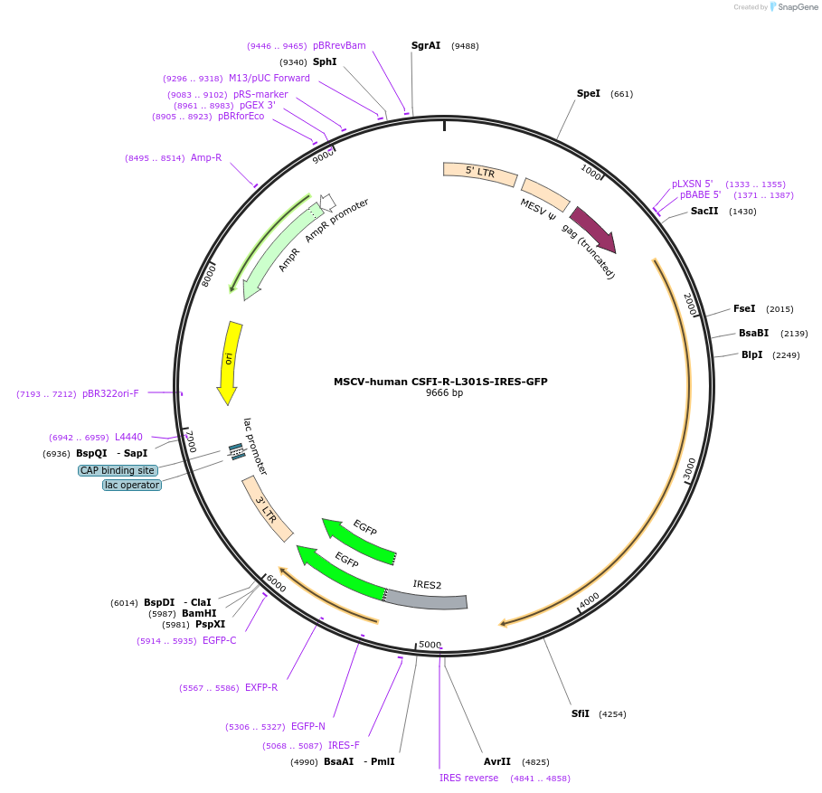 133744-plasmid-map-sequence-id-265941