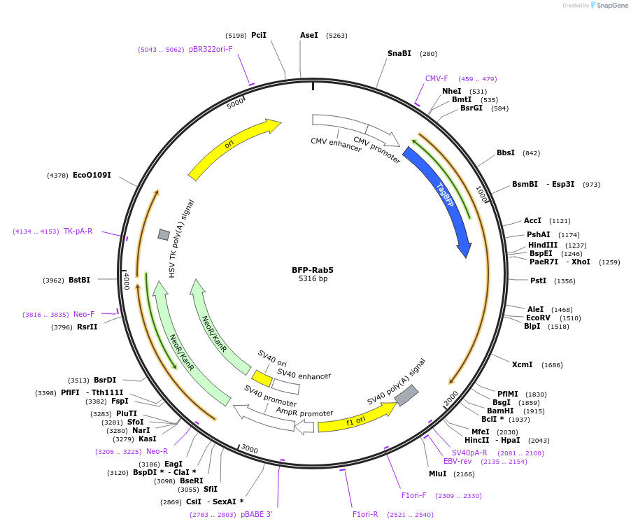 49147-plasmid-map-sequence-id-265942