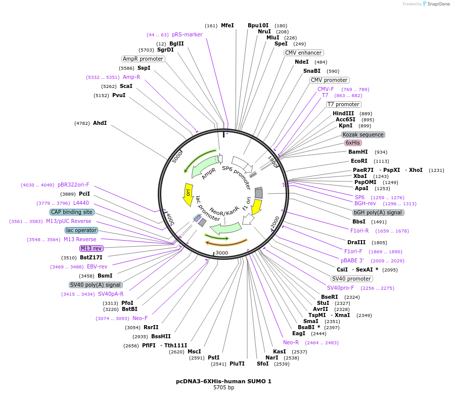 133770-plasmid-map-sequence-id-265947