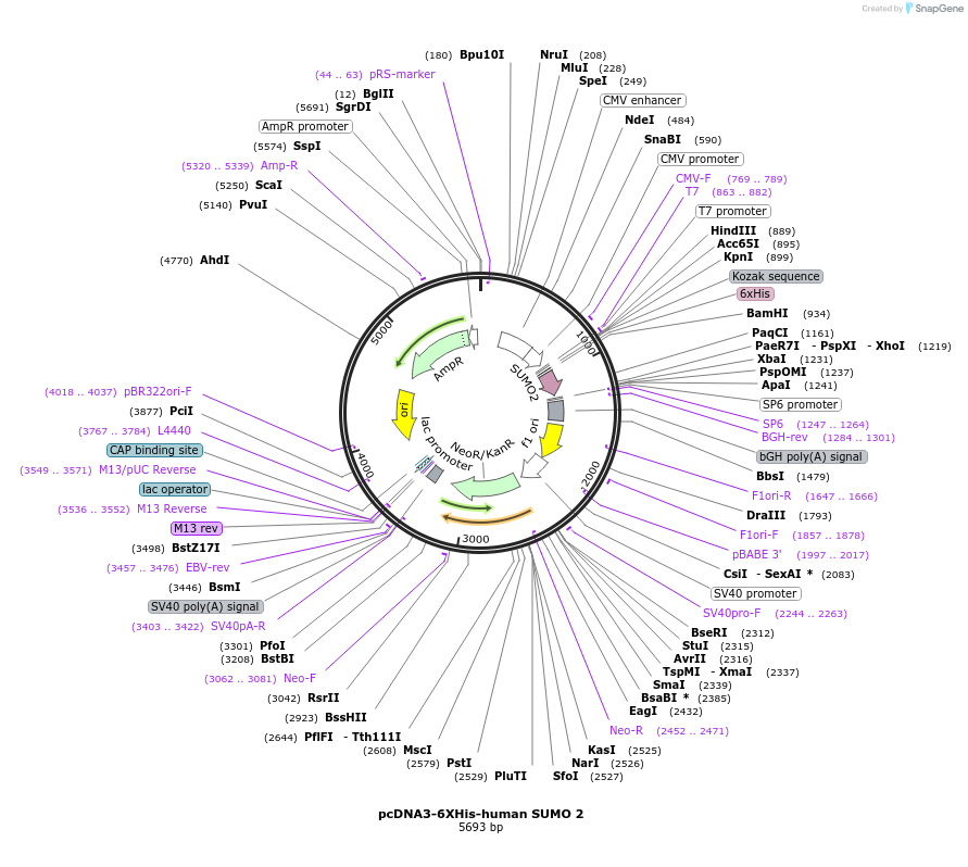 133771-plasmid-map-sequence-id-265948