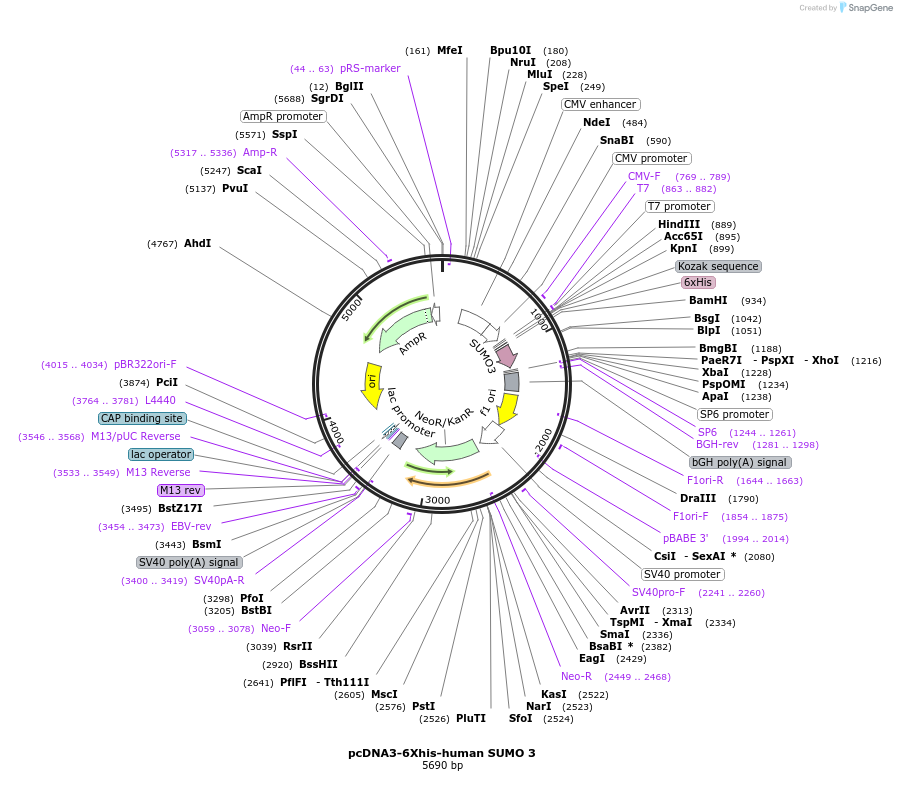 133772-plasmid-map-sequence-id-265949