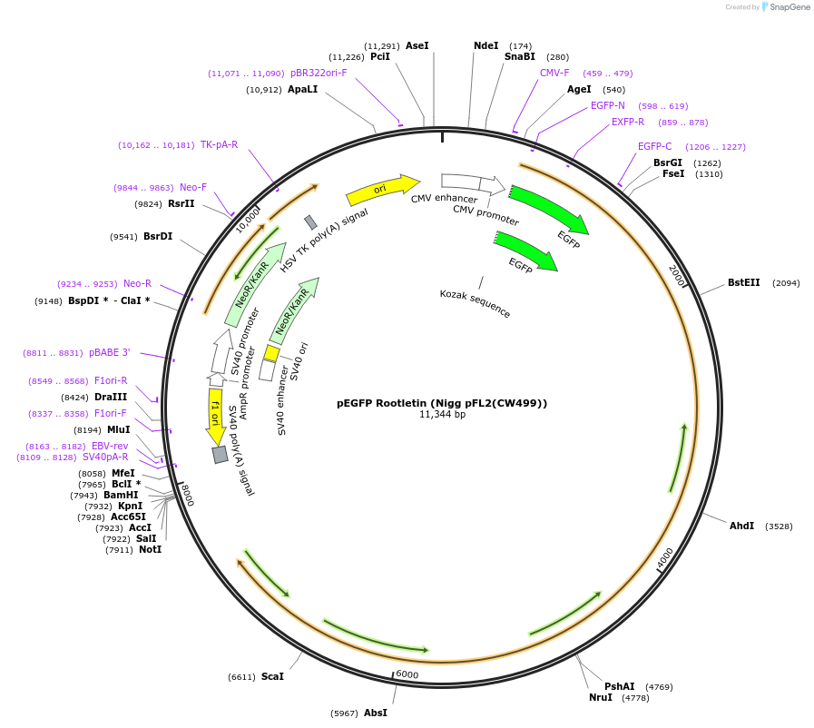 41166-plasmid-map-sequence-id-265964