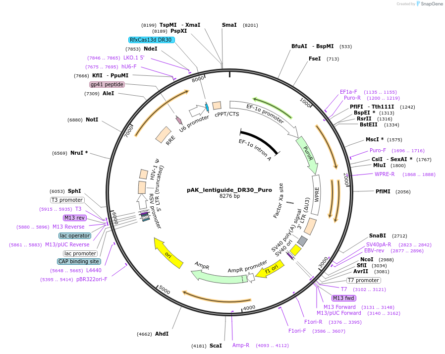 134839-plasmid-map-sequence-id-265965