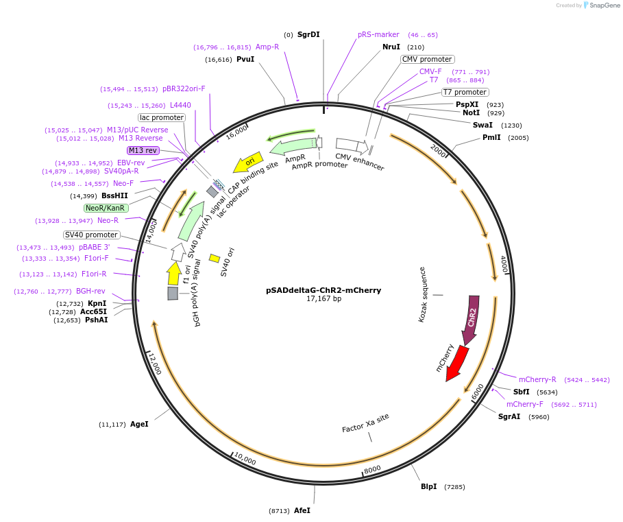 32646-plasmid-map-sequence-id-265966