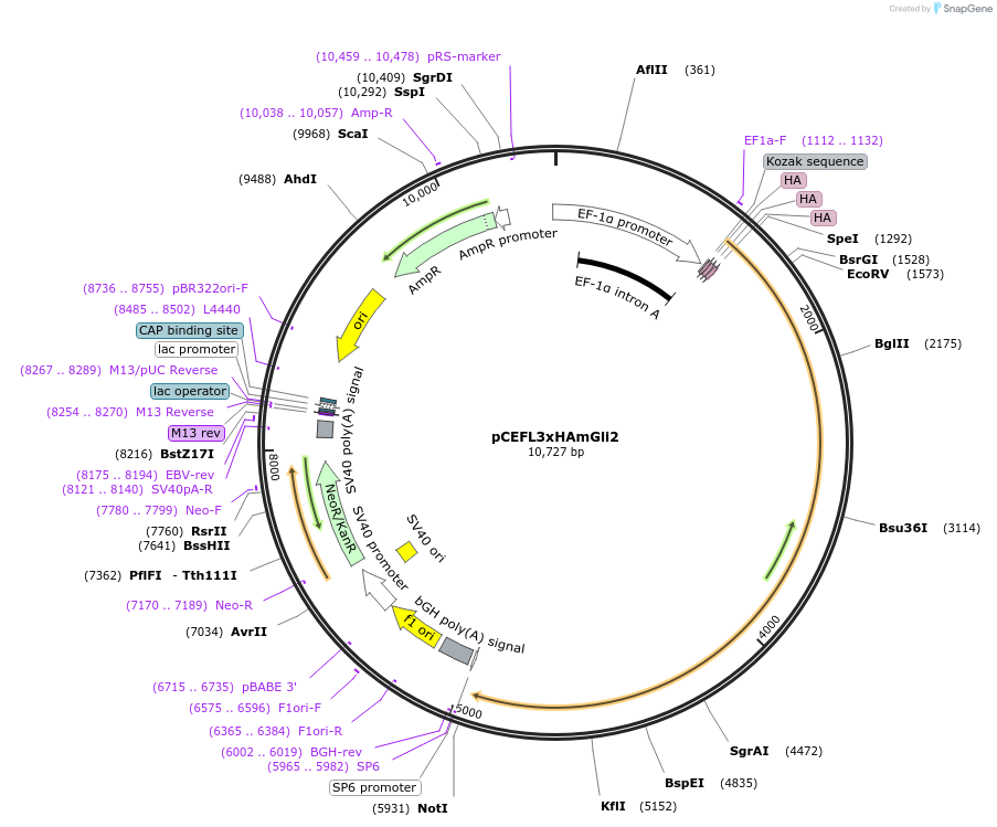 37671-plasmid-map-sequence-id-265988
