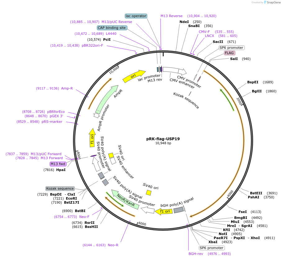 78597-plasmid-map-sequence-id-266006