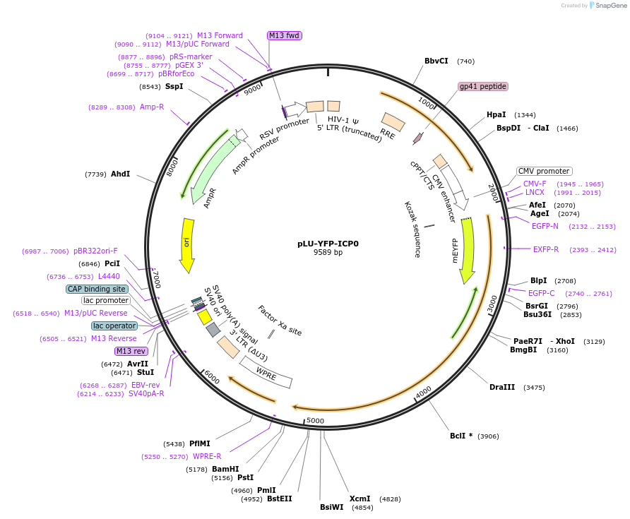 134563-plasmid-map-sequence-id-266007
