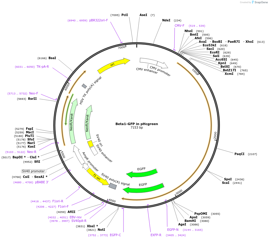 69804-plasmid-map-sequence-id-266008