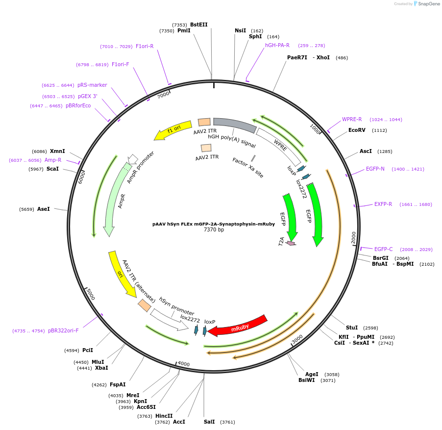 71760-plasmid-map-sequence-id-266011