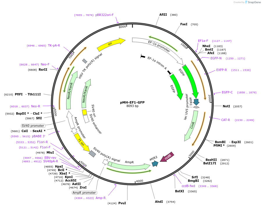 133018-plasmid-map-sequence-id-266015