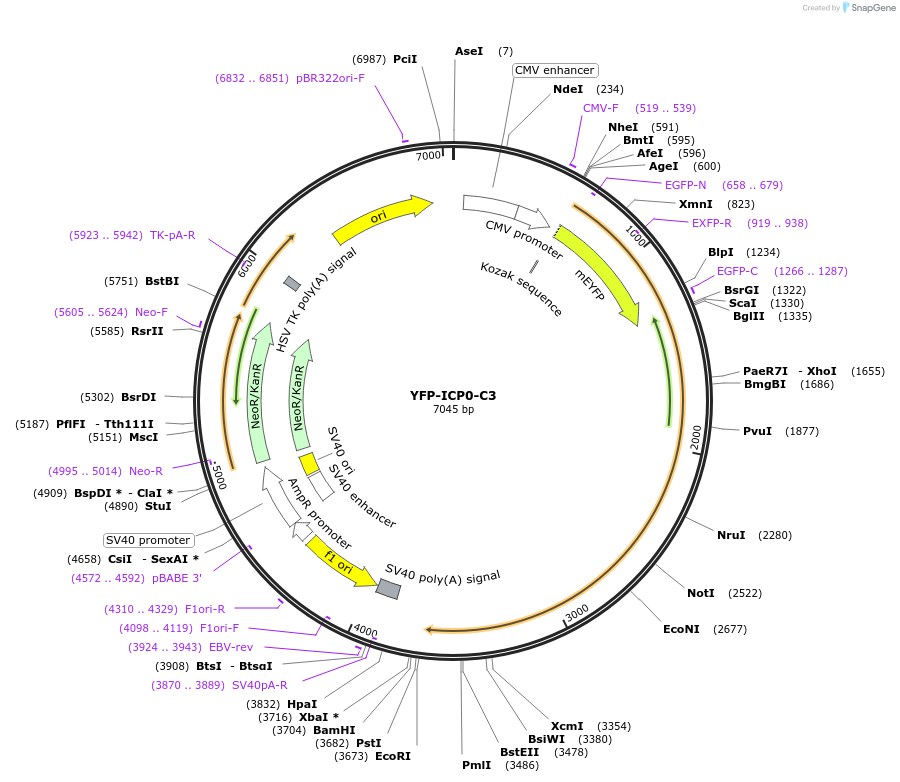 134559-plasmid-map-sequence-id-266073