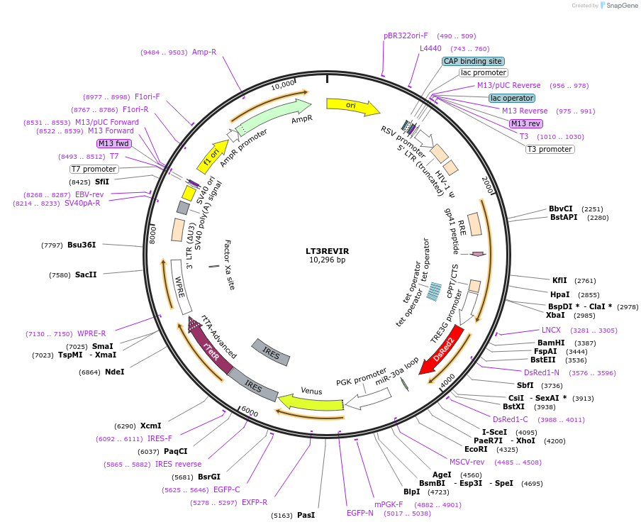 111176-plasmid-map-sequence-id-266074