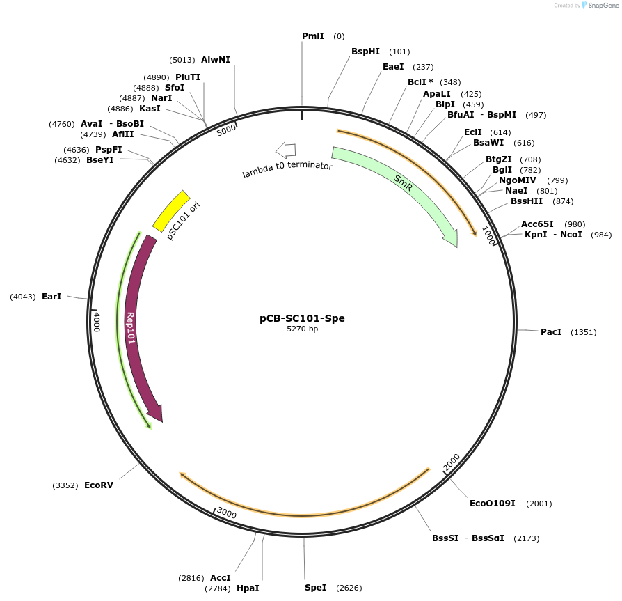 133765-plasmid-map-sequence-id-266076