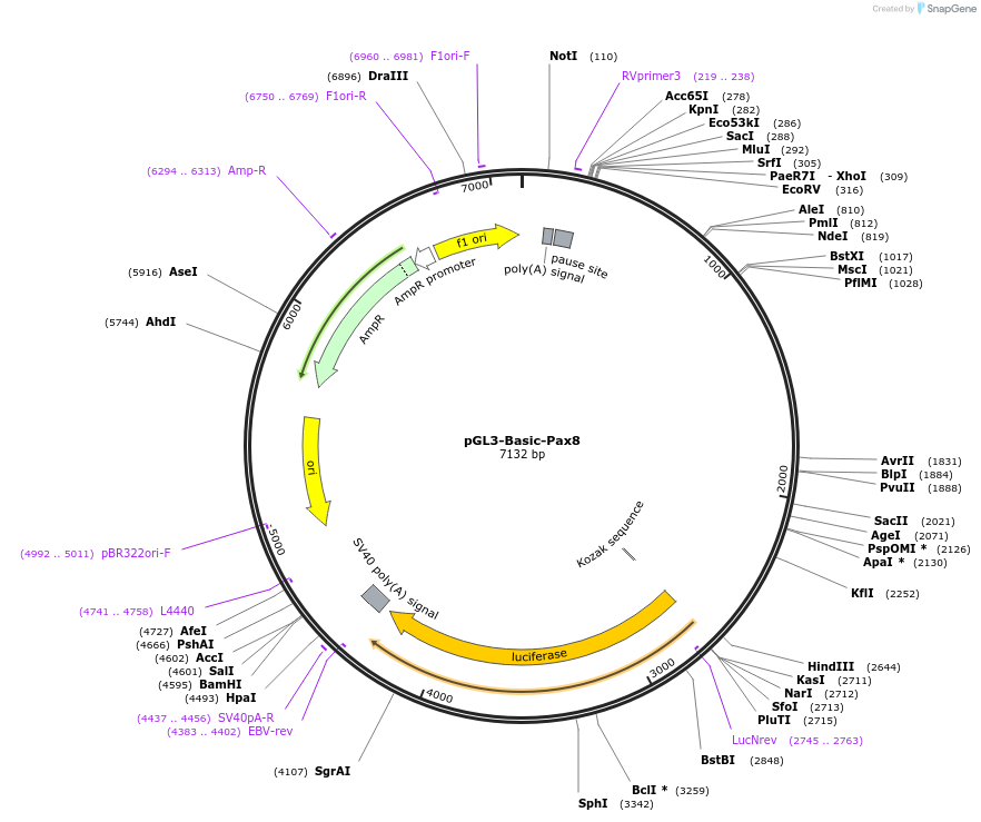11994-plasmid-map-sequence-id-266089