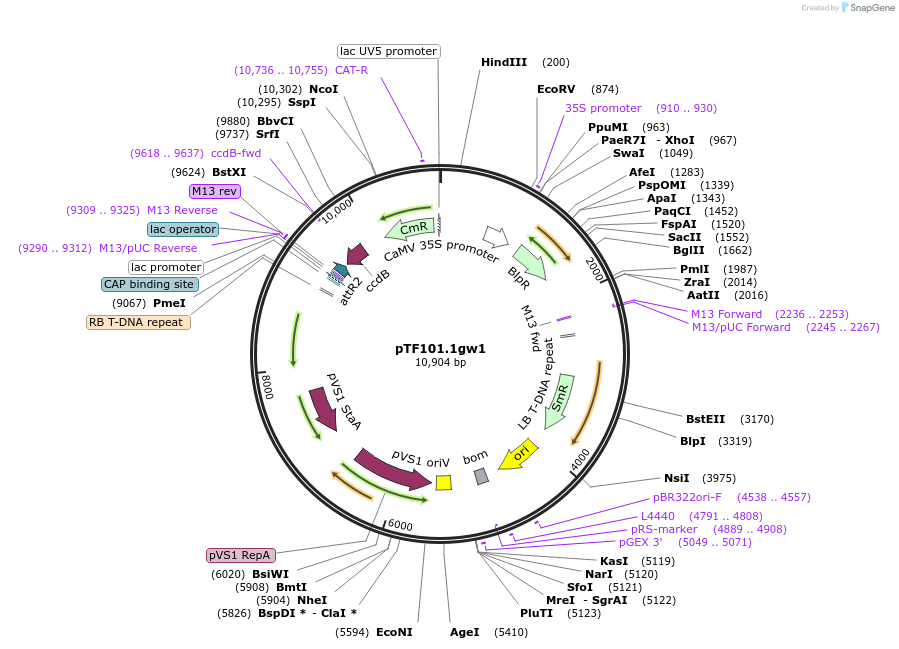 134768-plasmid-map-sequence-id-266108