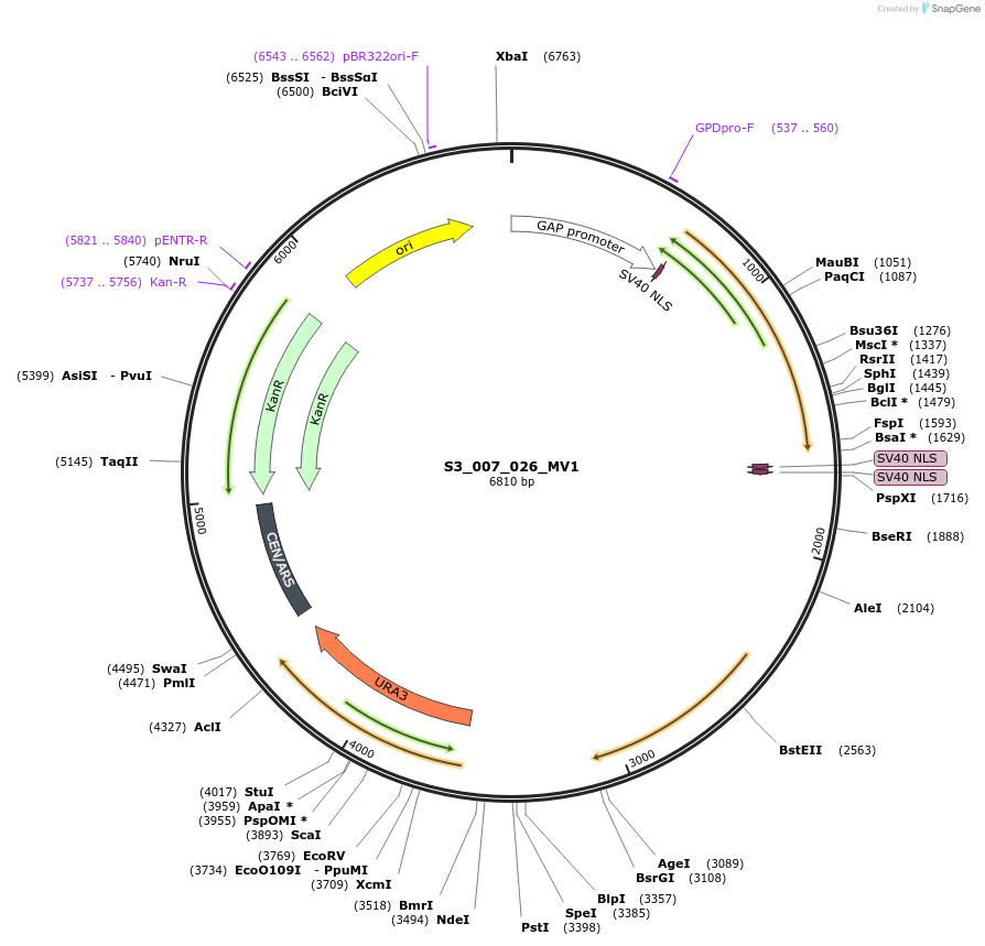 134419-plasmid-map-sequence-id-266111