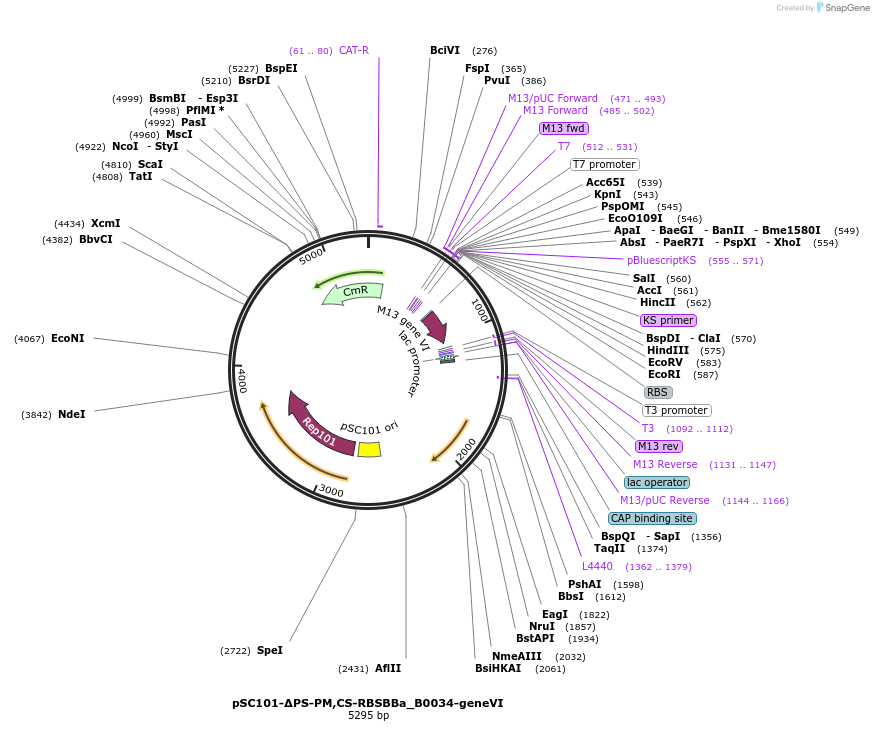 134356-plasmid-map-sequence-id-266113