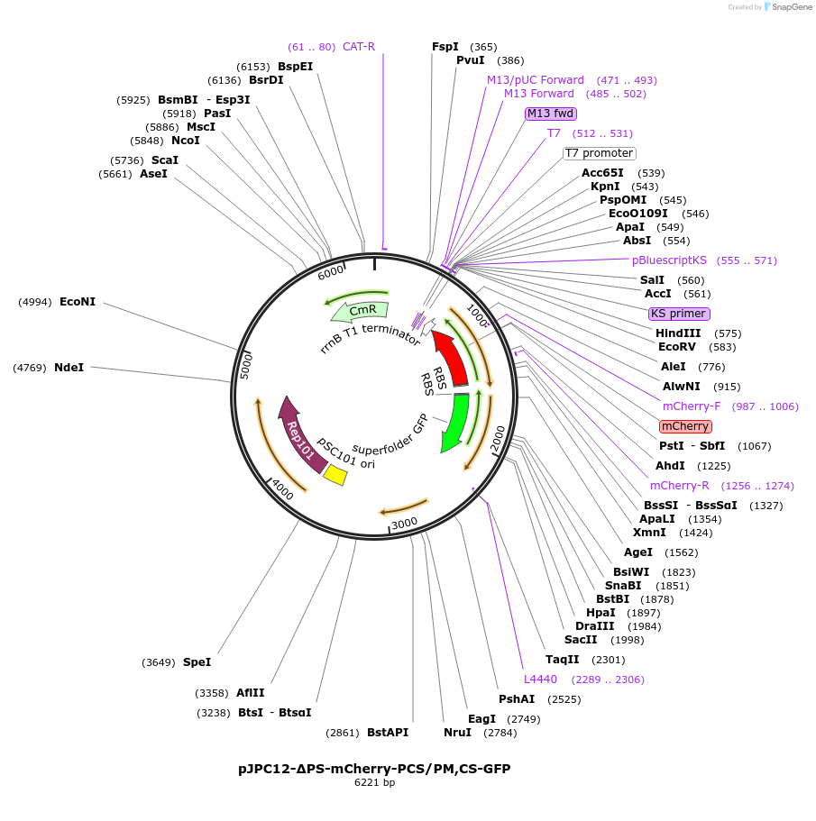 134357-plasmid-map-sequence-id-266114